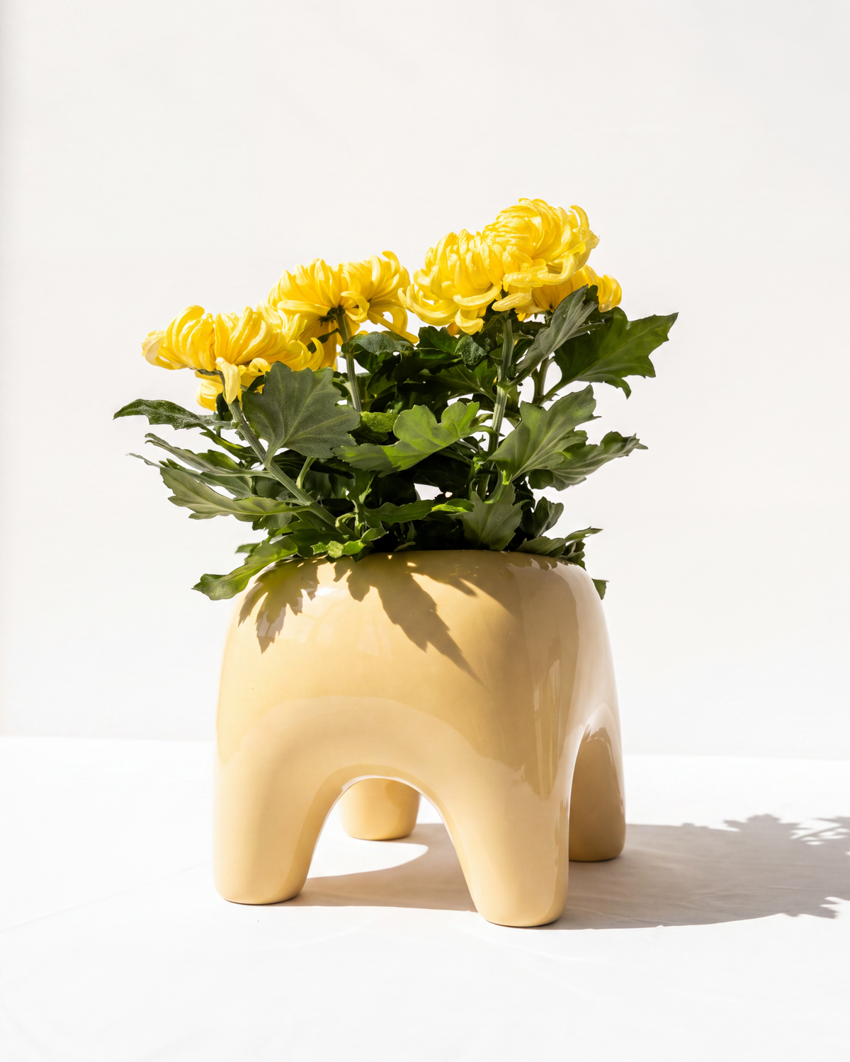 Buddy Planter, Butter